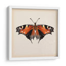 Estudio De Mariposa V - Melissa Wang | Cuadro decorativo de Canvas Lab