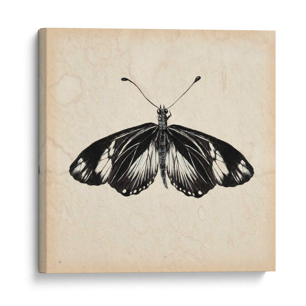 Estudio De Mariposa Vi - Melissa Wang | Cuadro decorativo de Canvas Lab