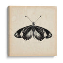 Estudio De Mariposa Vi - Melissa Wang | Cuadro decorativo de Canvas Lab