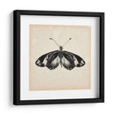 Estudio De Mariposa Vi - Melissa Wang | Cuadro decorativo de Canvas Lab