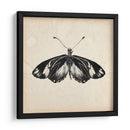 Estudio De Mariposa Vi - Melissa Wang | Cuadro decorativo de Canvas Lab