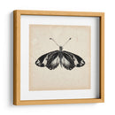 Estudio De Mariposa Vi - Melissa Wang | Cuadro decorativo de Canvas Lab