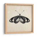 Estudio De Mariposa Vi - Melissa Wang | Cuadro decorativo de Canvas Lab