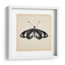 Estudio De Mariposa Vi - Melissa Wang | Cuadro decorativo de Canvas Lab