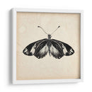 Estudio De Mariposa Vi - Melissa Wang | Cuadro decorativo de Canvas Lab