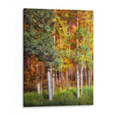 Aspen Glen I - David Drost | Cuadro decorativo de Canvas Lab