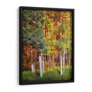 Aspen Glen I - David Drost | Cuadro decorativo de Canvas Lab