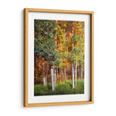 Aspen Glen I - David Drost | Cuadro decorativo de Canvas Lab