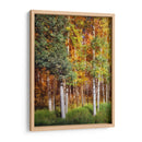 Aspen Glen I - David Drost | Cuadro decorativo de Canvas Lab