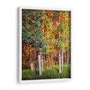 Aspen Glen I - David Drost | Cuadro decorativo de Canvas Lab