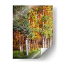 Aspen Glen I - David Drost | Cuadro decorativo de Canvas Lab