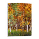 Aspen Glen Ii - David Drost | Cuadro decorativo de Canvas Lab