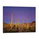 Cactus Ver I - David Drost | Cuadro decorativo de Canvas Lab