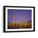 Cactus Ver I - David Drost | Cuadro decorativo de Canvas Lab