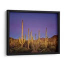 Cactus Ver I - David Drost | Cuadro decorativo de Canvas Lab