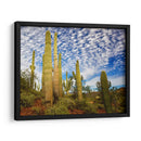 Cactus View Iii - David Drost | Cuadro decorativo de Canvas Lab