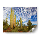 Cactus View Iii - David Drost | Cuadro decorativo de Canvas Lab