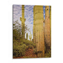 Cactus View Iv - David Drost | Cuadro decorativo de Canvas Lab