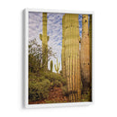 Cactus View Iv - David Drost | Cuadro decorativo de Canvas Lab