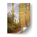 Cactus View Iv - David Drost | Cuadro decorativo de Canvas Lab