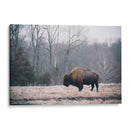 Bisonte Solitario I - Adam Mead | Cuadro decorativo de Canvas Lab