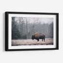 Bisonte Solitario I - Adam Mead | Cuadro decorativo de Canvas Lab