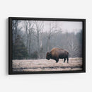 Bisonte Solitario I - Adam Mead | Cuadro decorativo de Canvas Lab
