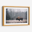 Bisonte Solitario I - Adam Mead | Cuadro decorativo de Canvas Lab