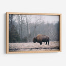 Bisonte Solitario I - Adam Mead | Cuadro decorativo de Canvas Lab