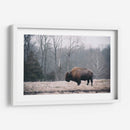 Bisonte Solitario I - Adam Mead | Cuadro decorativo de Canvas Lab