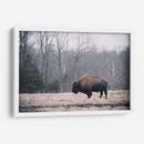 Bisonte Solitario I - Adam Mead | Cuadro decorativo de Canvas Lab
