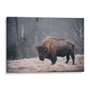 Bisonte Solitario Ii - Adam Mead | Cuadro decorativo de Canvas Lab