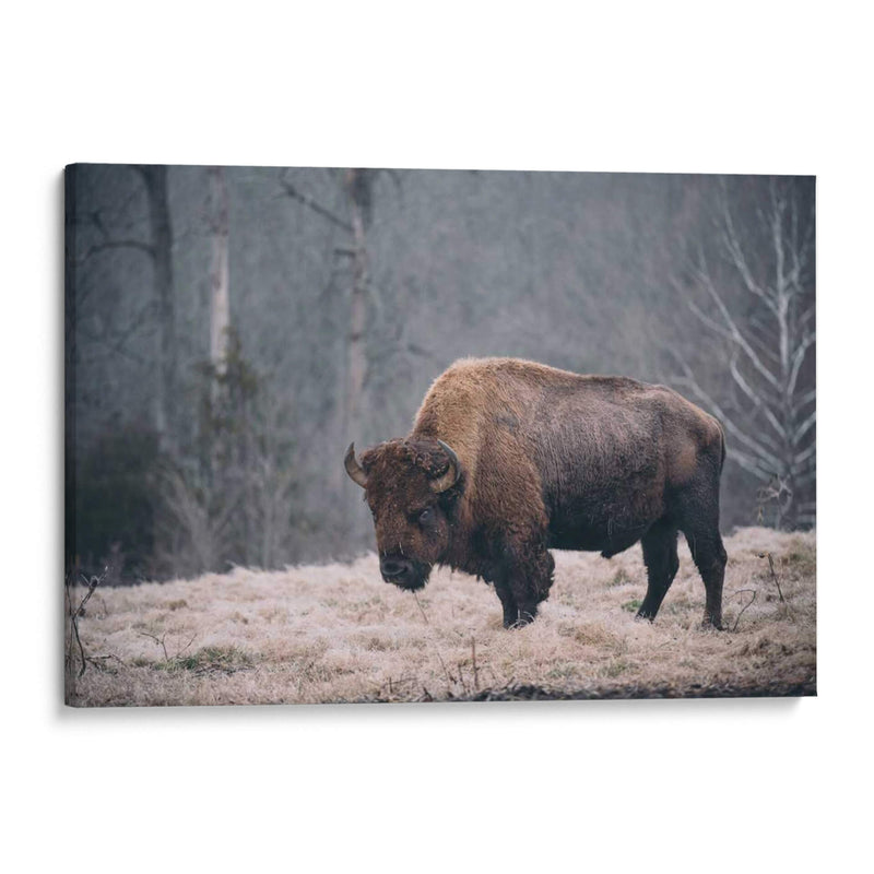 Bisonte Solitario Ii - Adam Mead | Cuadro decorativo de Canvas Lab