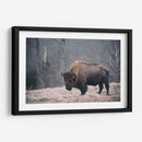 Bisonte Solitario Ii - Adam Mead | Cuadro decorativo de Canvas Lab