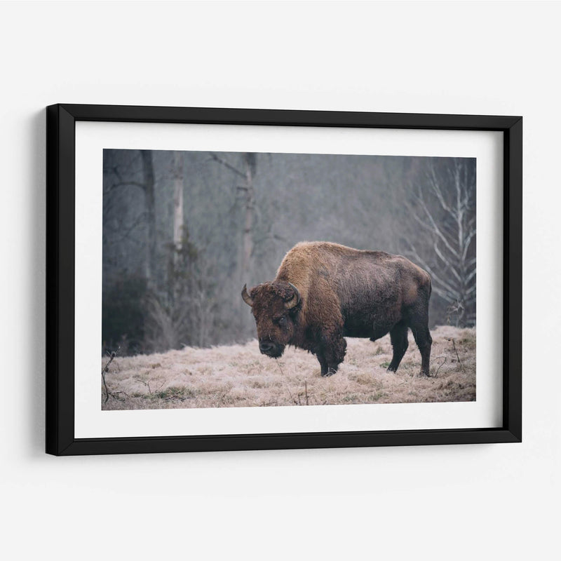 Bisonte Solitario Ii - Adam Mead | Cuadro decorativo de Canvas Lab
