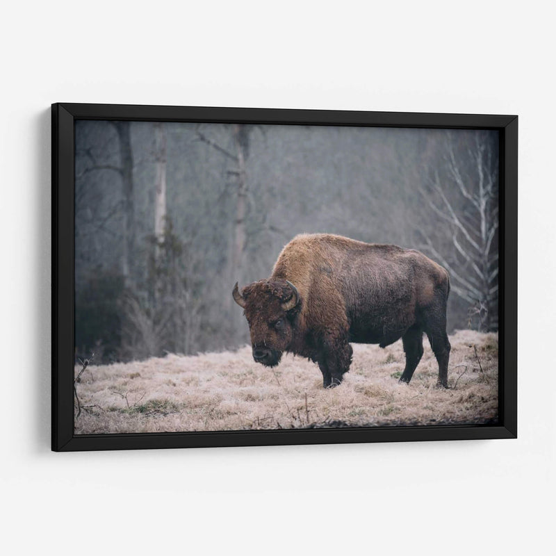 Bisonte Solitario Ii - Adam Mead | Cuadro decorativo de Canvas Lab