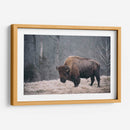 Bisonte Solitario Ii - Adam Mead | Cuadro decorativo de Canvas Lab