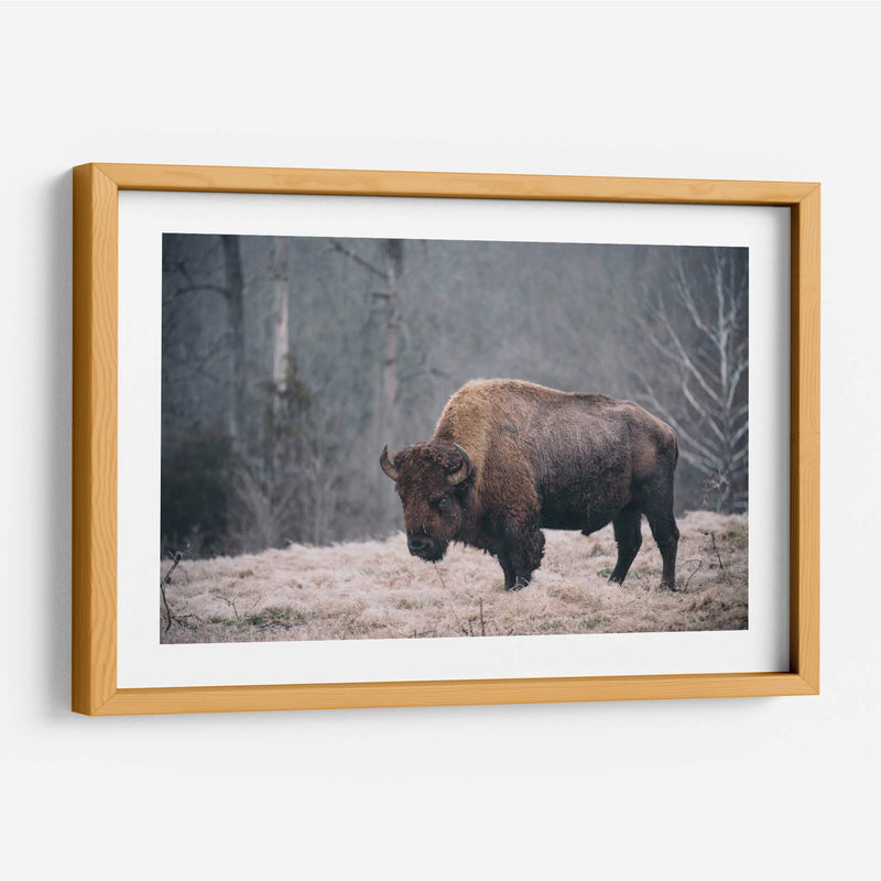 Bisonte Solitario Ii - Adam Mead | Cuadro decorativo de Canvas Lab