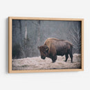Bisonte Solitario Ii - Adam Mead | Cuadro decorativo de Canvas Lab