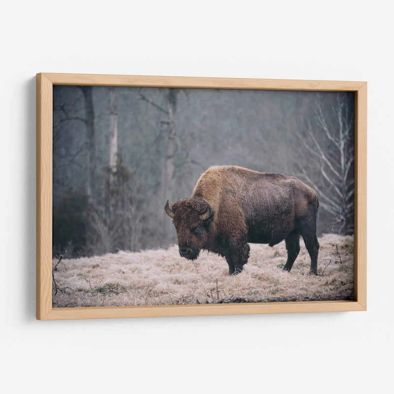 Bisonte Solitario Ii - Adam Mead | Cuadro decorativo de Canvas Lab