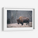 Bisonte Solitario Ii - Adam Mead | Cuadro decorativo de Canvas Lab