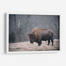 Bisonte Solitario Ii - Adam Mead | Cuadro decorativo de Canvas Lab