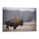 Bisonte Solitario Iii - Adam Mead | Cuadro decorativo de Canvas Lab