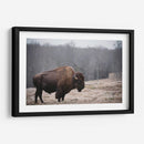 Bisonte Solitario Iii - Adam Mead | Cuadro decorativo de Canvas Lab