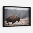 Bisonte Solitario Iii - Adam Mead | Cuadro decorativo de Canvas Lab