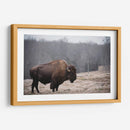 Bisonte Solitario Iii - Adam Mead | Cuadro decorativo de Canvas Lab