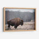 Bisonte Solitario Iii - Adam Mead | Cuadro decorativo de Canvas Lab