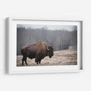 Bisonte Solitario Iii - Adam Mead | Cuadro decorativo de Canvas Lab