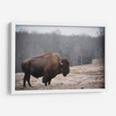 Bisonte Solitario Iii - Adam Mead | Cuadro decorativo de Canvas Lab