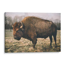 Bisonte Solitario Iv - Adam Mead | Cuadro decorativo de Canvas Lab
